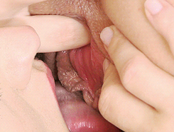 Conchas