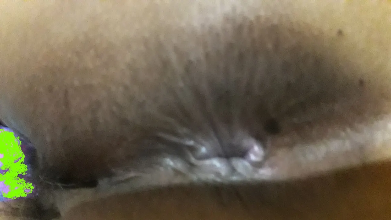 Petisa Salteña