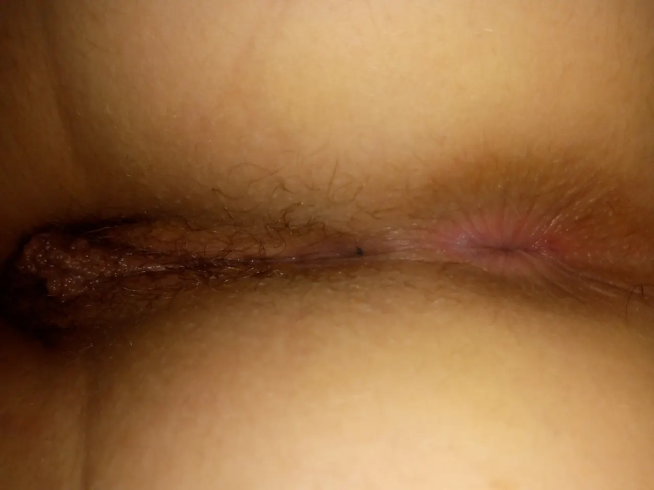 Perra