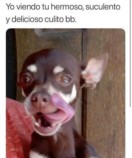 Daina Gata Formoseña